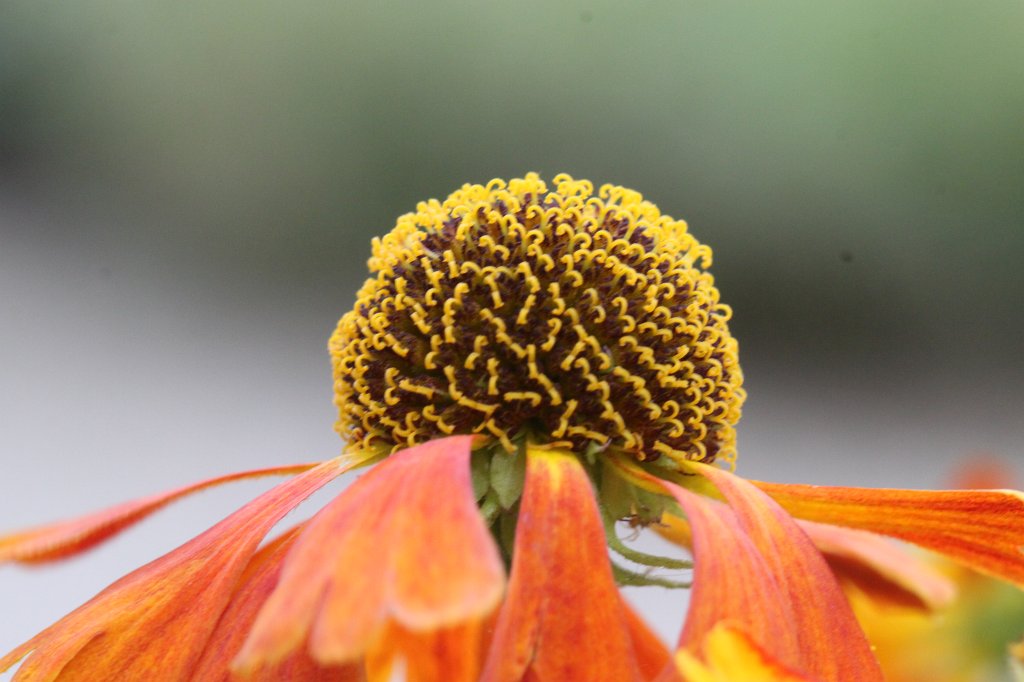 IMG_3012.JPG - Flower