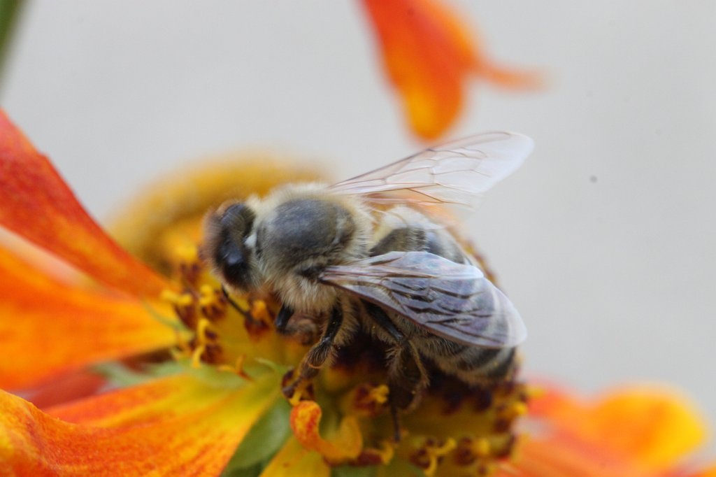 IMG_3015.JPG - Flower