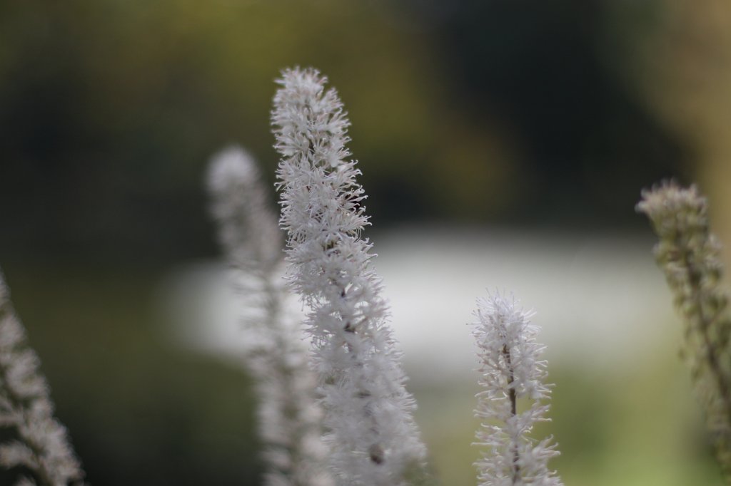 IMG_4536.JPG - Flowers