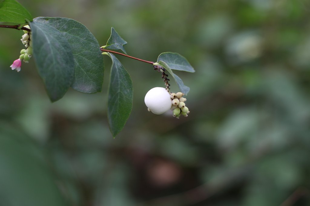 IMG_4551.JPG - White sphere