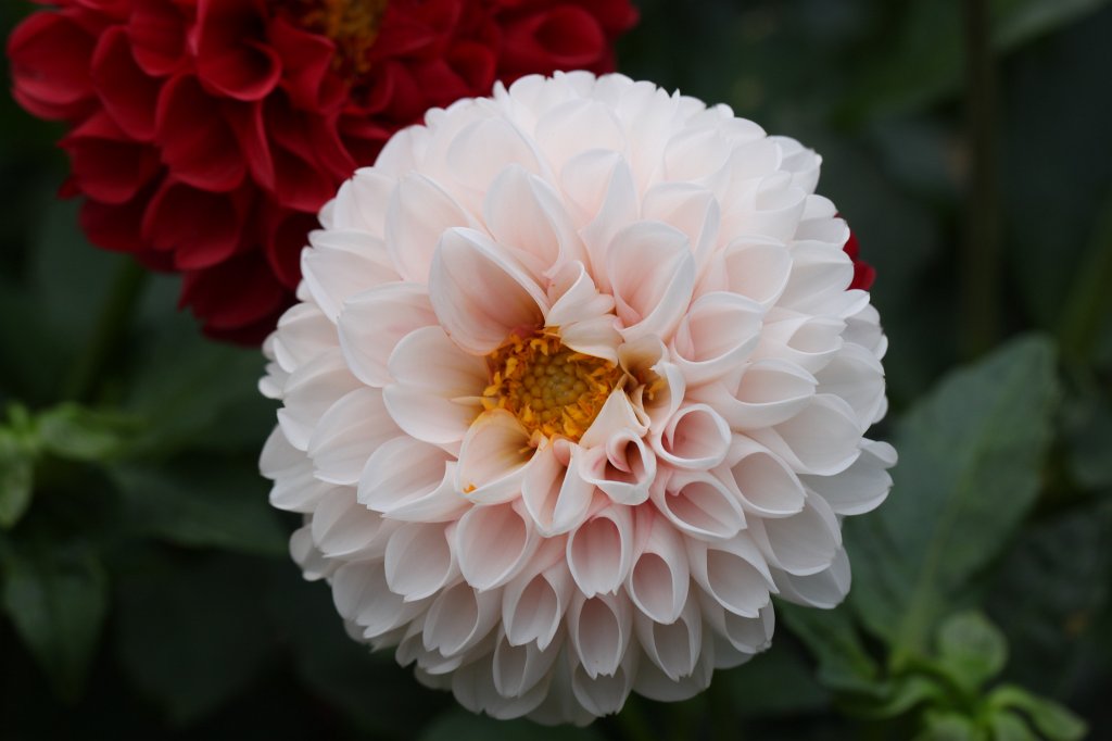 IMG_4577.JPG -  Dahlia  ( Dahlie )