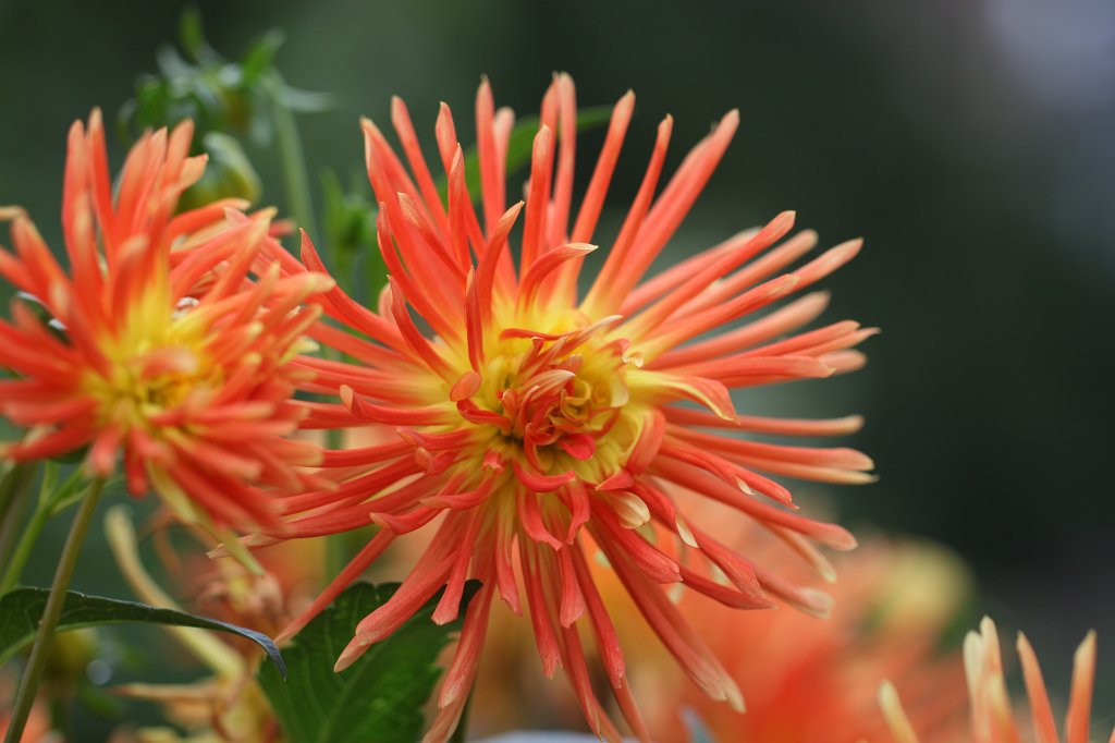 IMG_4596.JPG -  Dahlia  ( Dahlie )