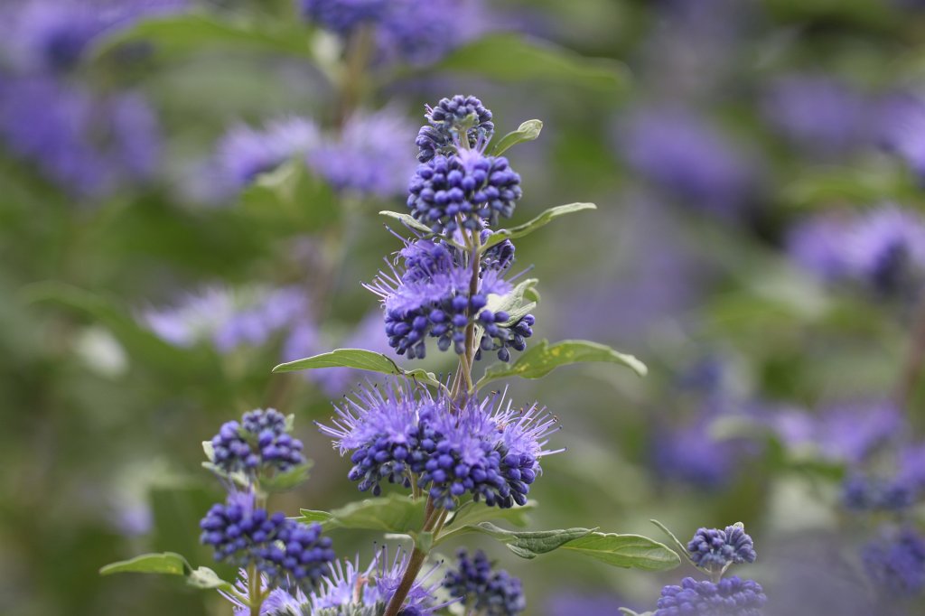 IMG_4597.JPG - Flower