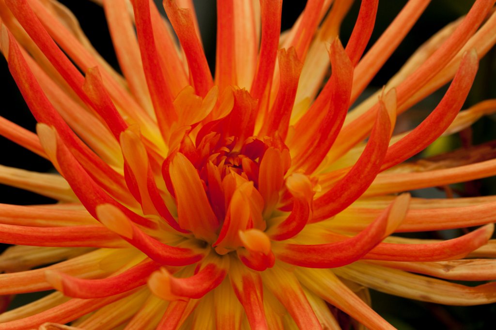 IMG_4601_c.jpg -  Dahlia  ( Dahlie )