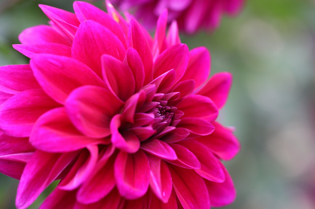 IMG_4605.JPG -  Dahlia  ( Dahlie )