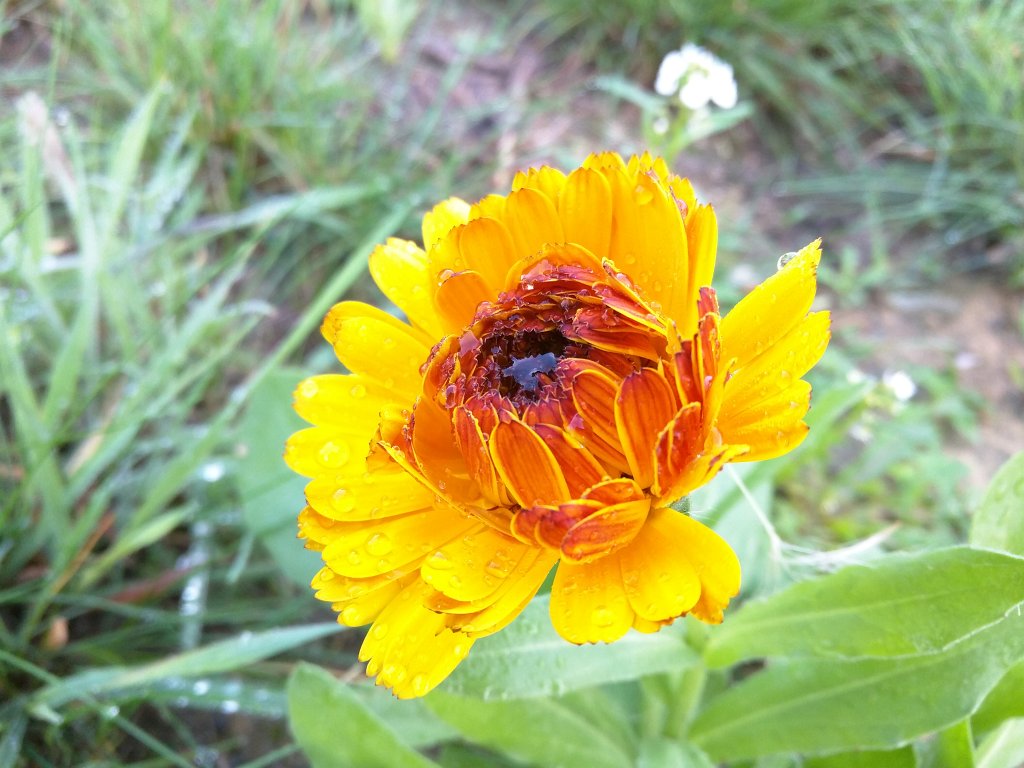 IMG_20150918_083905.jpg - Flower