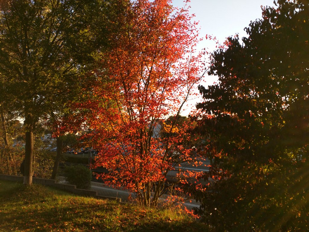 IMG_20150928_080114.jpg - Tree on fire