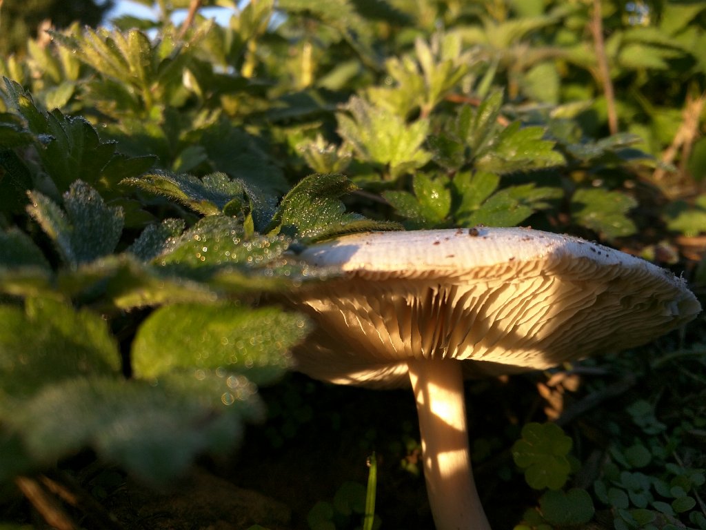 IMG_20150928_081254.jpg - Mushroom
