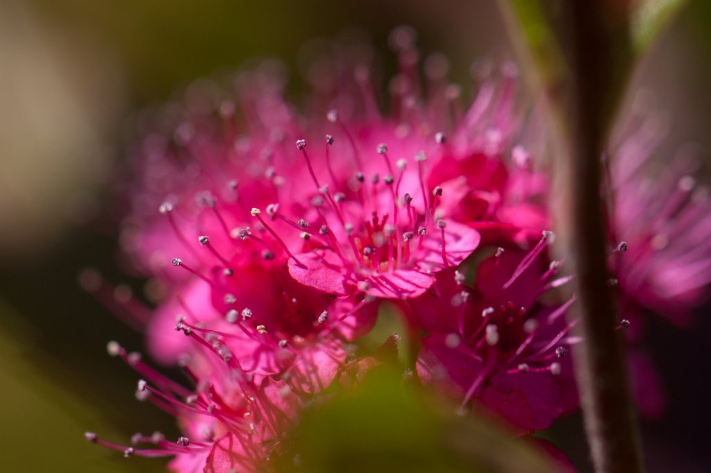 IMG_4645_c2.jpg -  Spiraea 