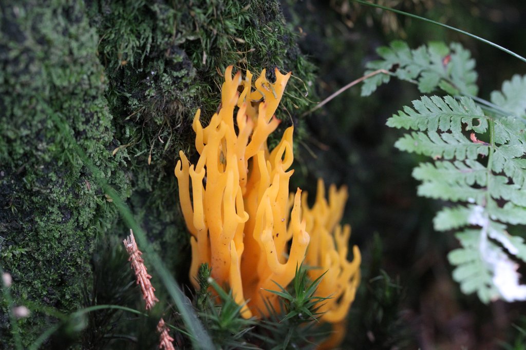 IMG_4661.JPG - Yellow mushroom