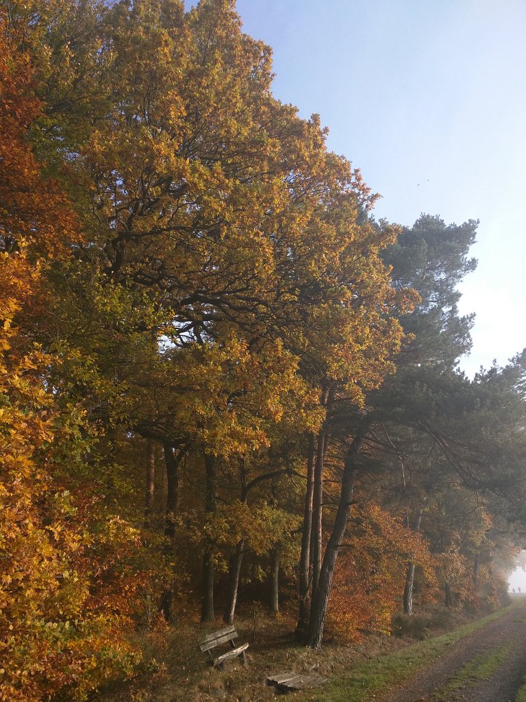IMG_20151026_085356.jpg - Bench in the forest