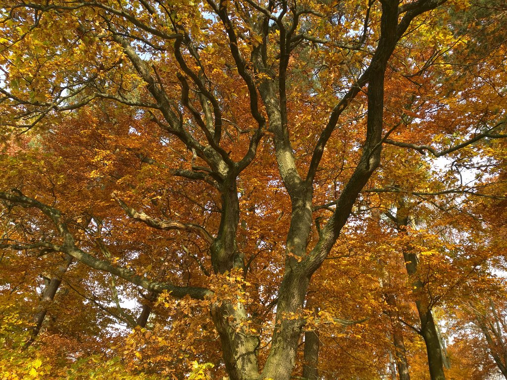 IMG_20151029_090528.jpg - Indian summer in the woods