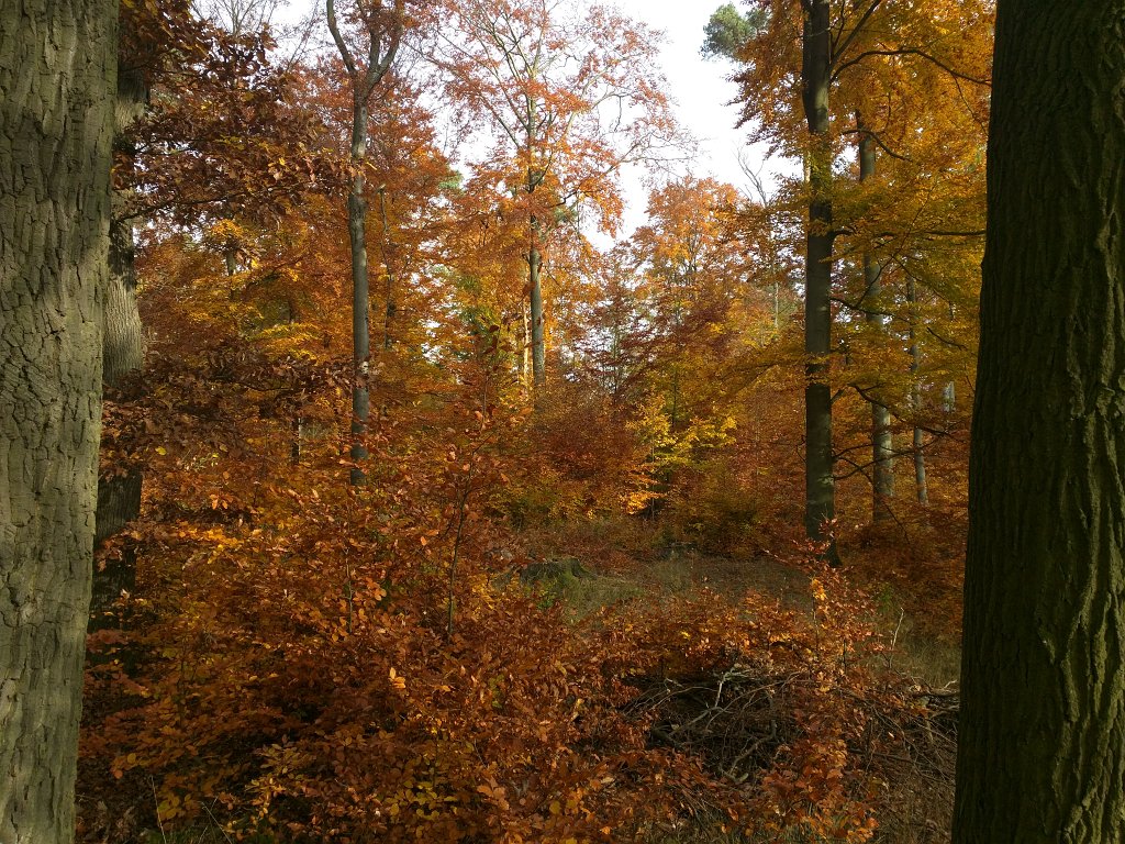 IMG_20151029_090717.jpg - Indian summer in the woods