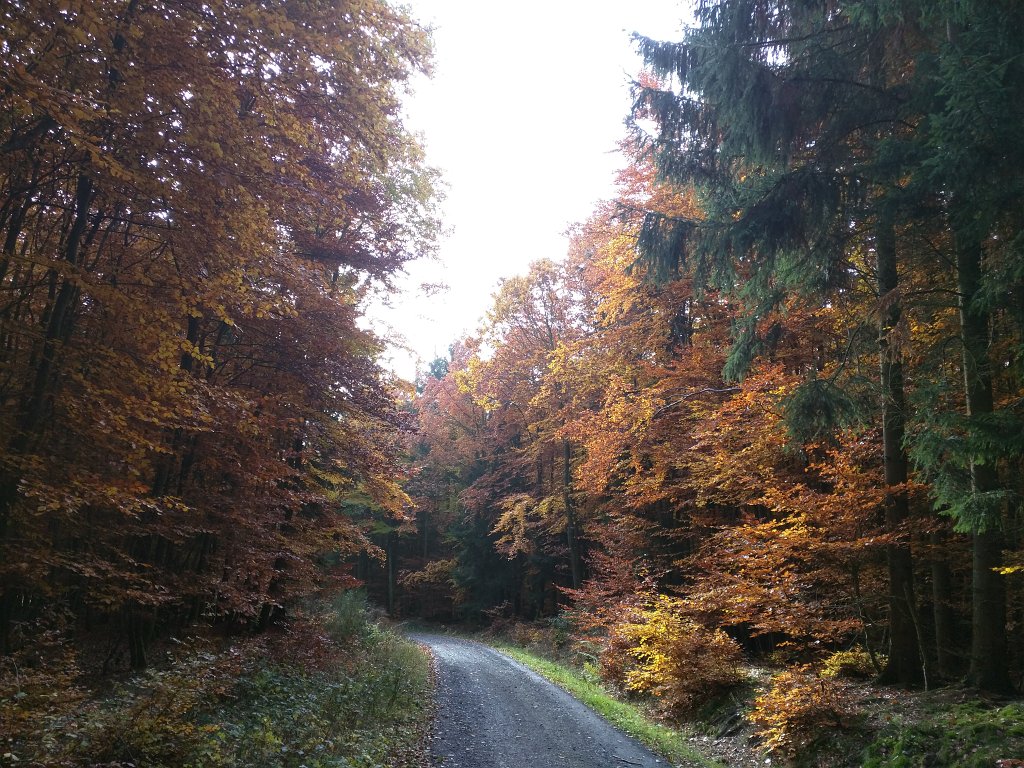 IMG_20151029_093425.jpg - Indian summer in the woods