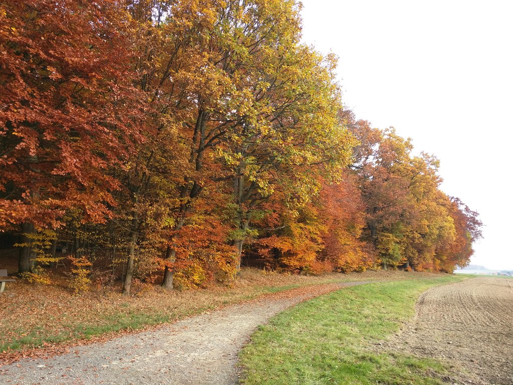 IMG_20151029_093802.jpg - Indian summer