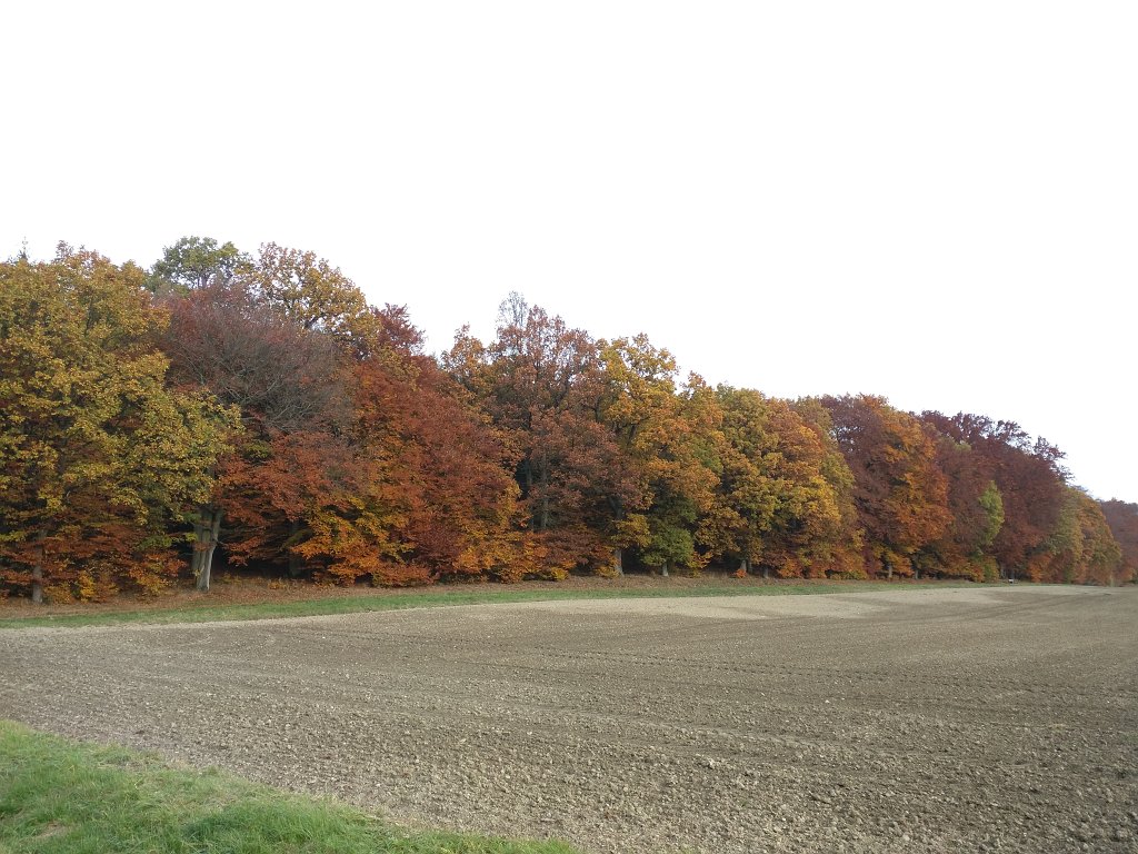 IMG_20151029_093839.jpg - Indian summer