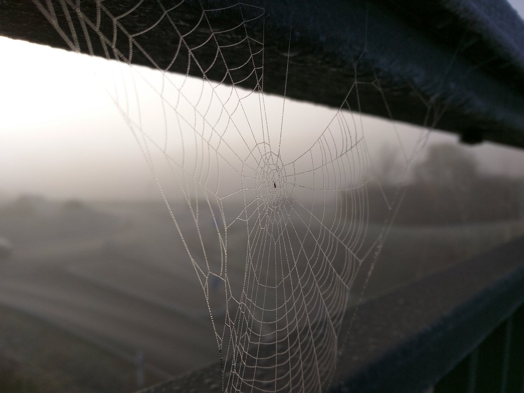 IMG_20151102_081540.jpg - Spider web
