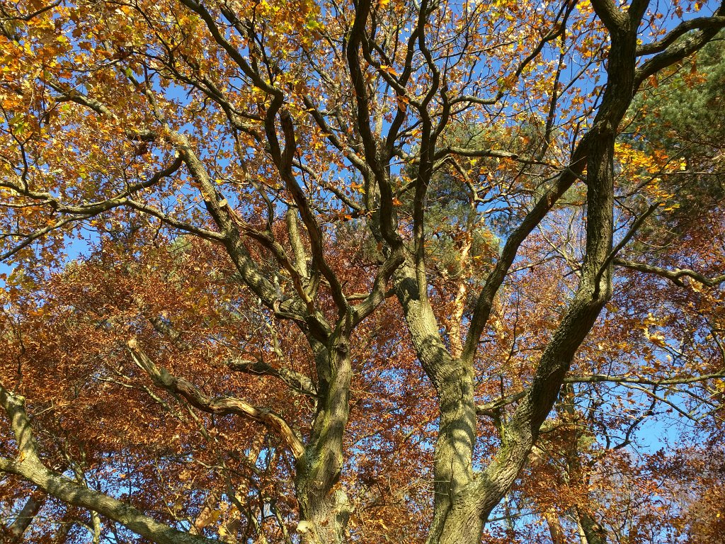 IMG_20151105_090241.jpg - Oak