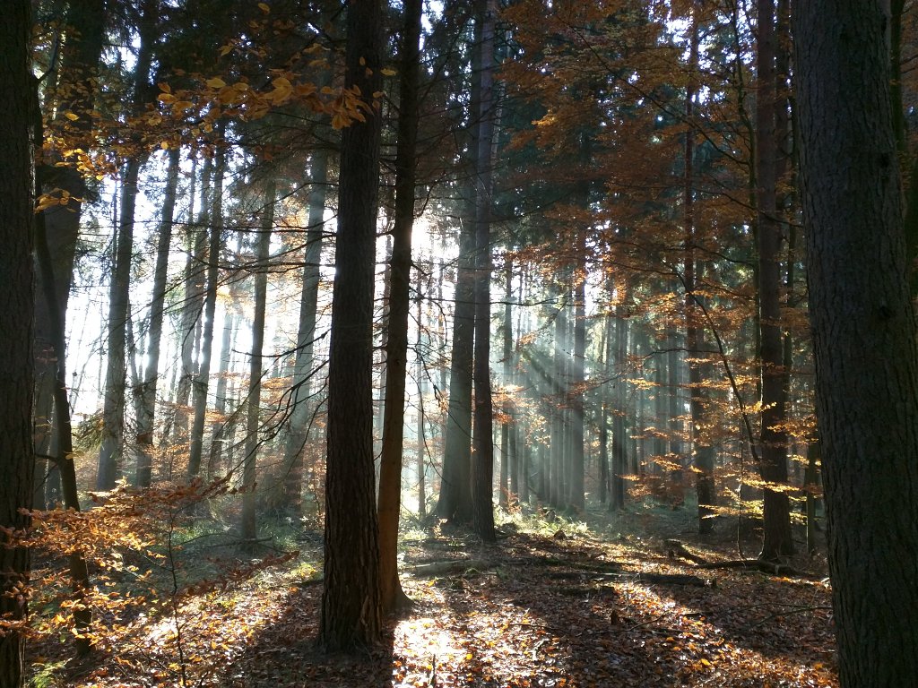 IMG_20151105_093206.jpg - Sun rays in the morning