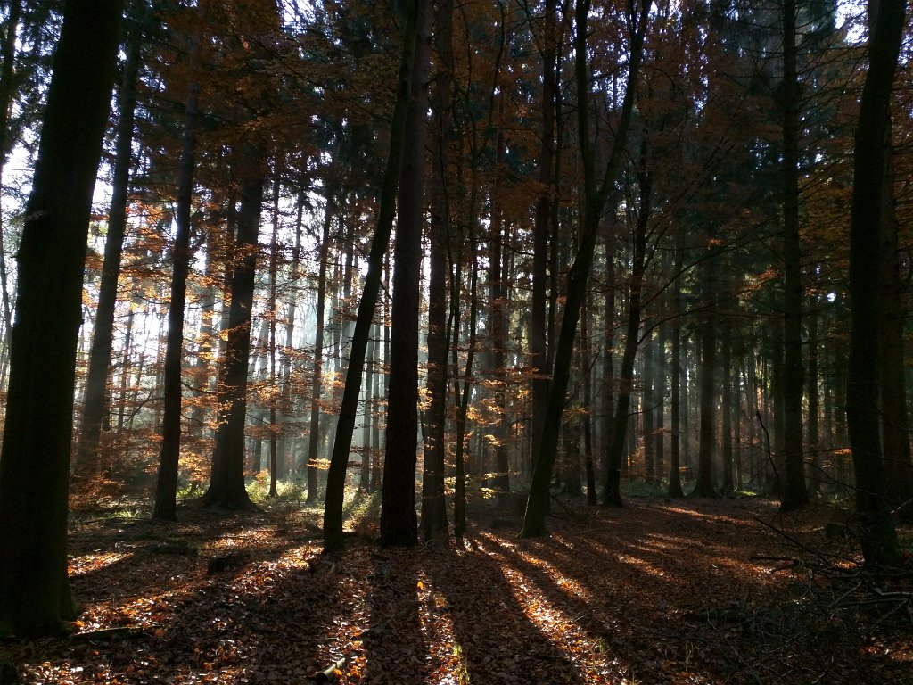 IMG_20151105_093233.jpg - Sun rays in the morning