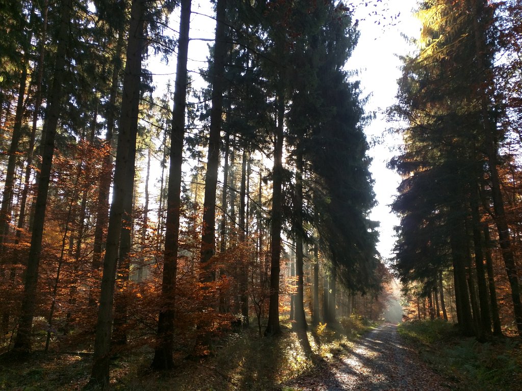 IMG_20151105_093552.jpg - Autumn in the forest