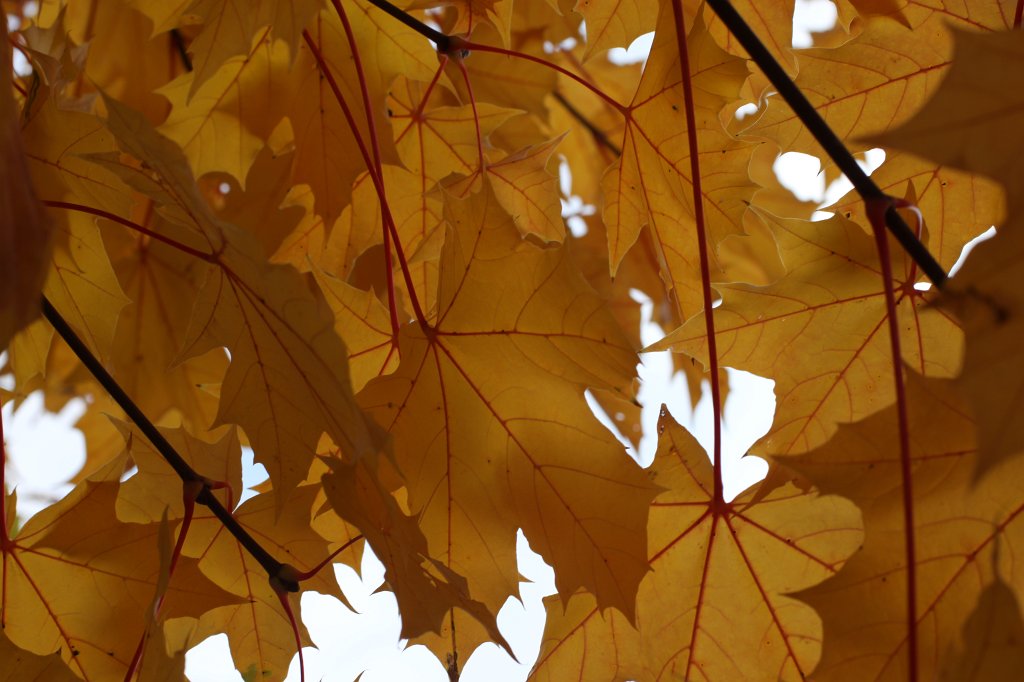 IMG_5137.JPG - Leaves