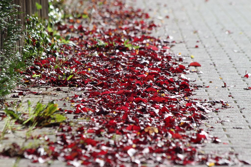 IMG_5177.JPG - Fallen leaves