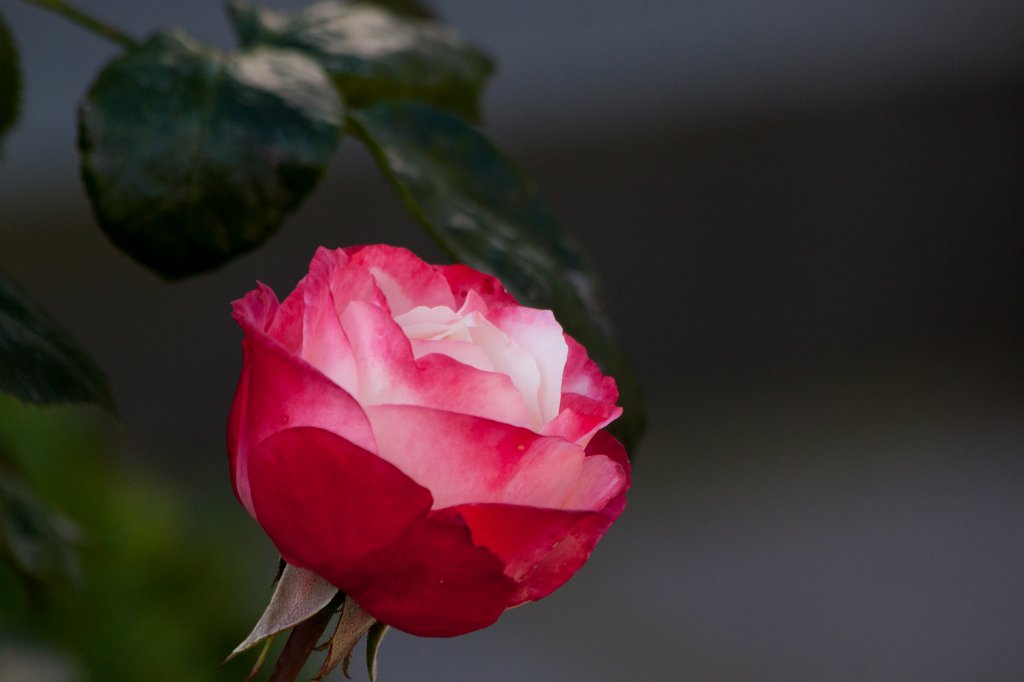 IMG_5186_c1.jpg - Rose