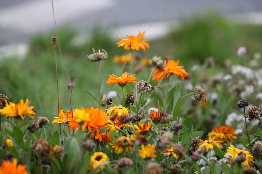 IMG_5209.JPG - Flowers in October
