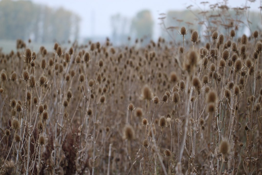 IMG_5212.JPG - Wilde Karden