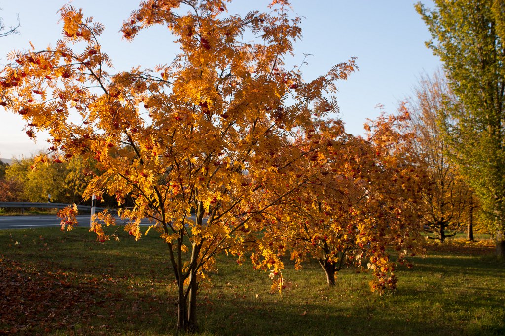 IMG_5260_c.jpg - Rowan in Golden October