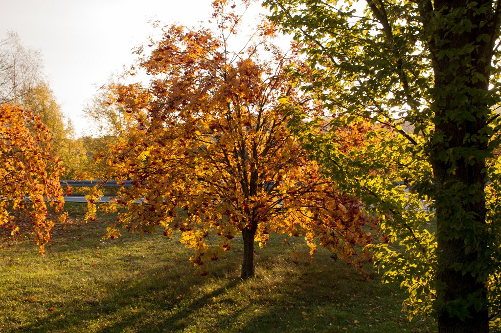 IMG_5261_c.jpg - Rowan in Golden October