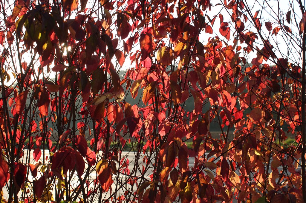 IMG_5264.JPG - Red curtain