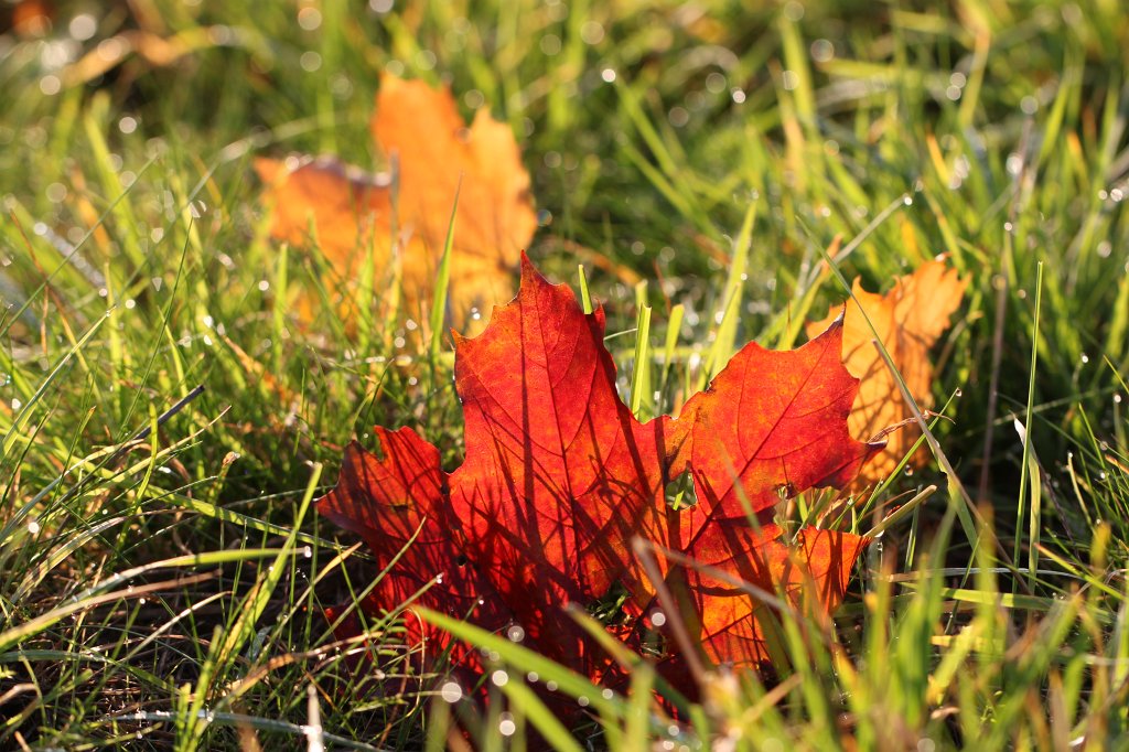 IMG_5273.JPG - Glamour in October