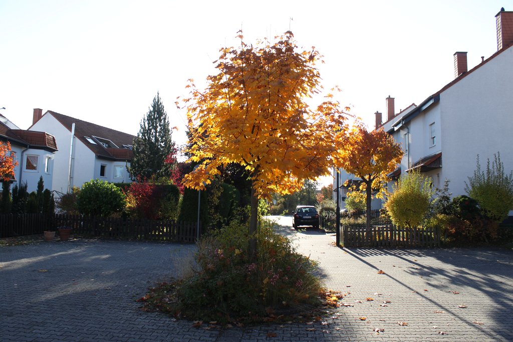 IMG_5326.JPG - Glowing leaves