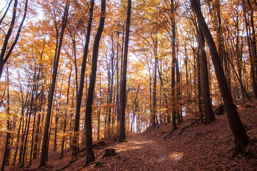 IMG_5349_c.jpg - Colorful forest in autumn