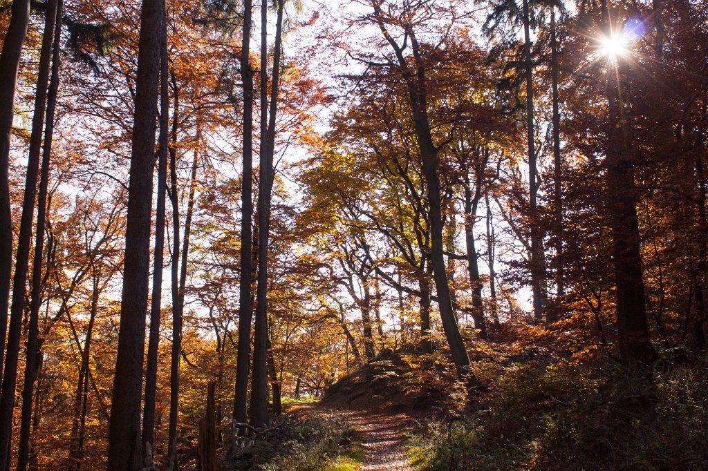 IMG_5361_c.jpg - Colorful forest in autumn