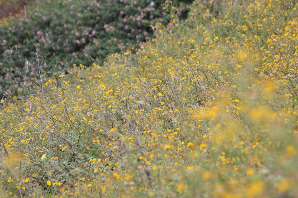 IMG_5669.JPG - Yellow blooming at the beach