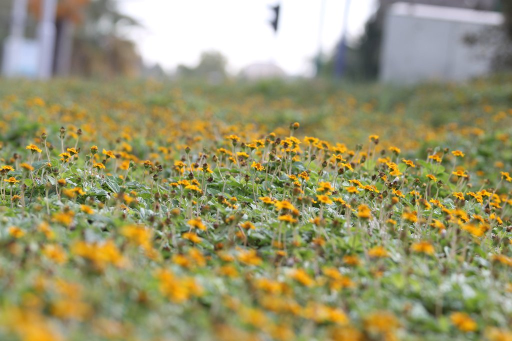 IMG_5673.JPG - Street side flowers
