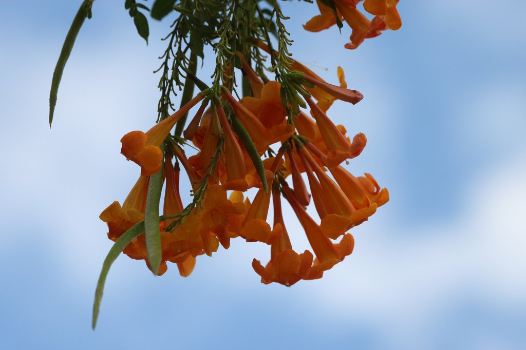 IMG_5677.JPG - Flower