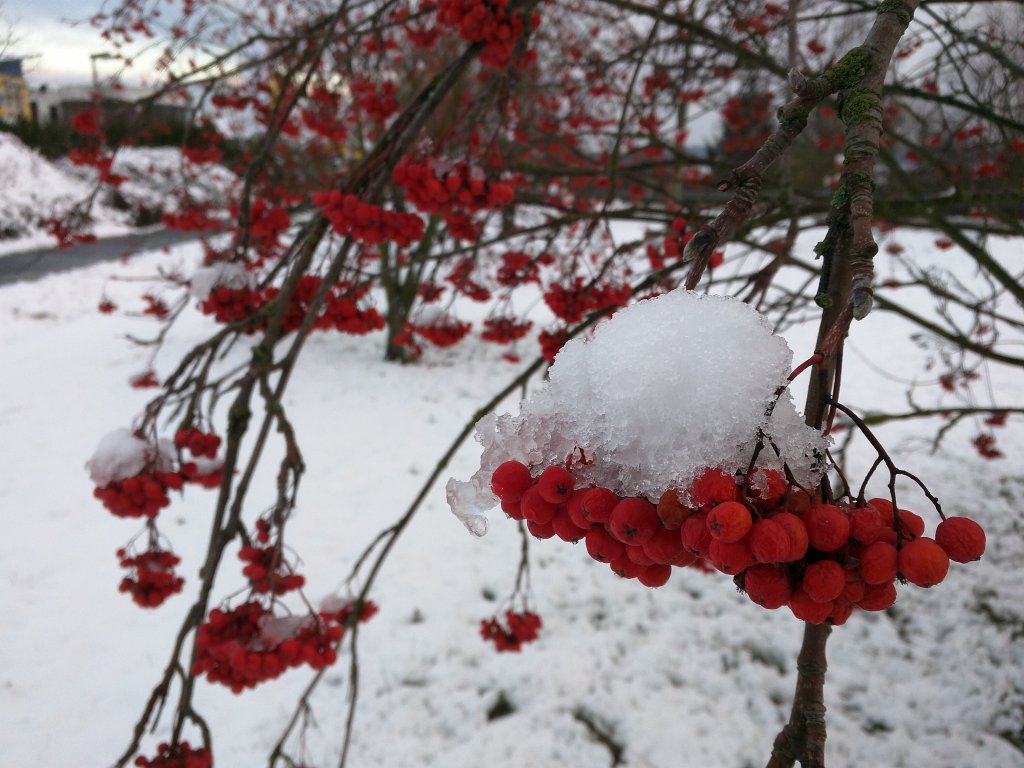 IMG_20151123_082551.jpg - White on red