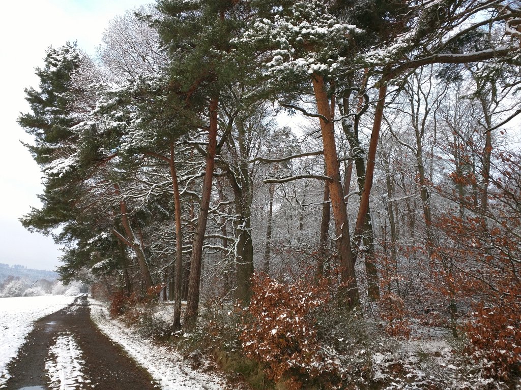 IMG_20151123_085517.jpg - First snow in November