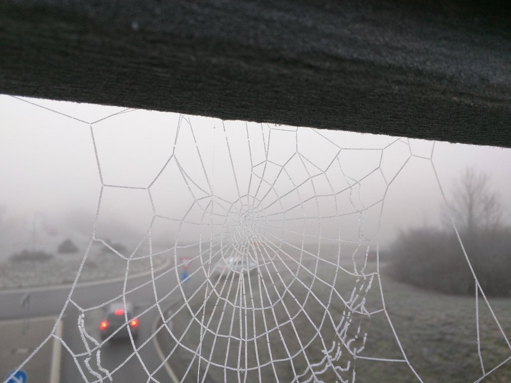 IMG_20151127_083139.jpg - Spider web