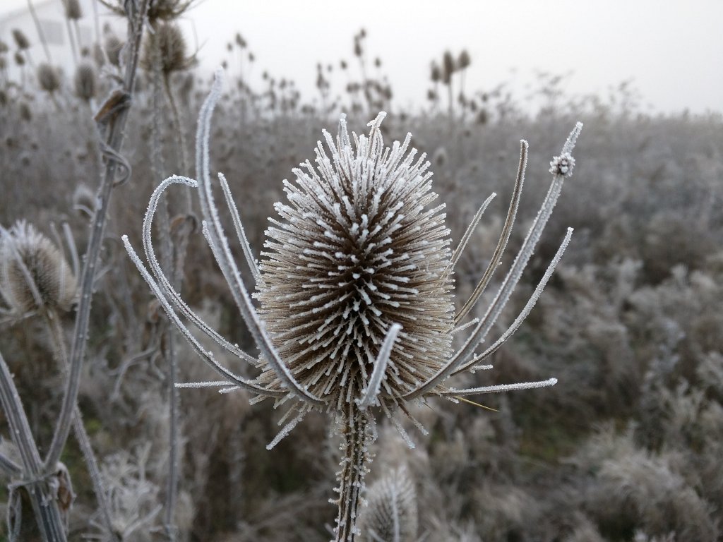 IMG_20151127_083932.jpg - Wilde Karde