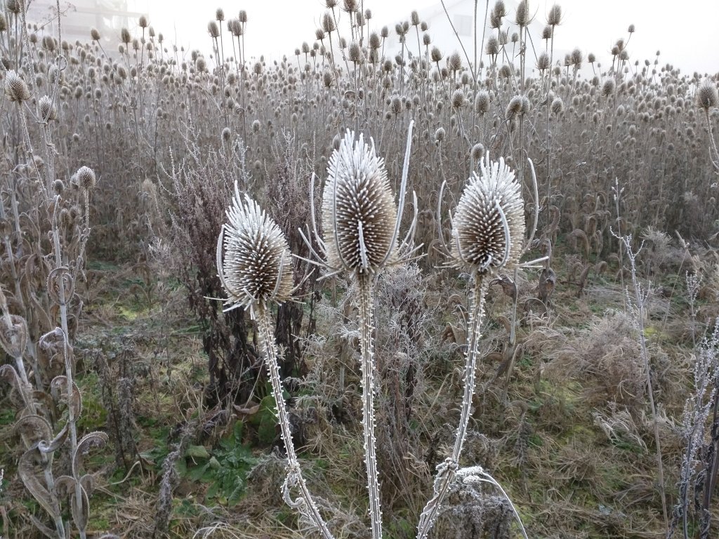 IMG_20151127_084007.jpg - Wilde Karde