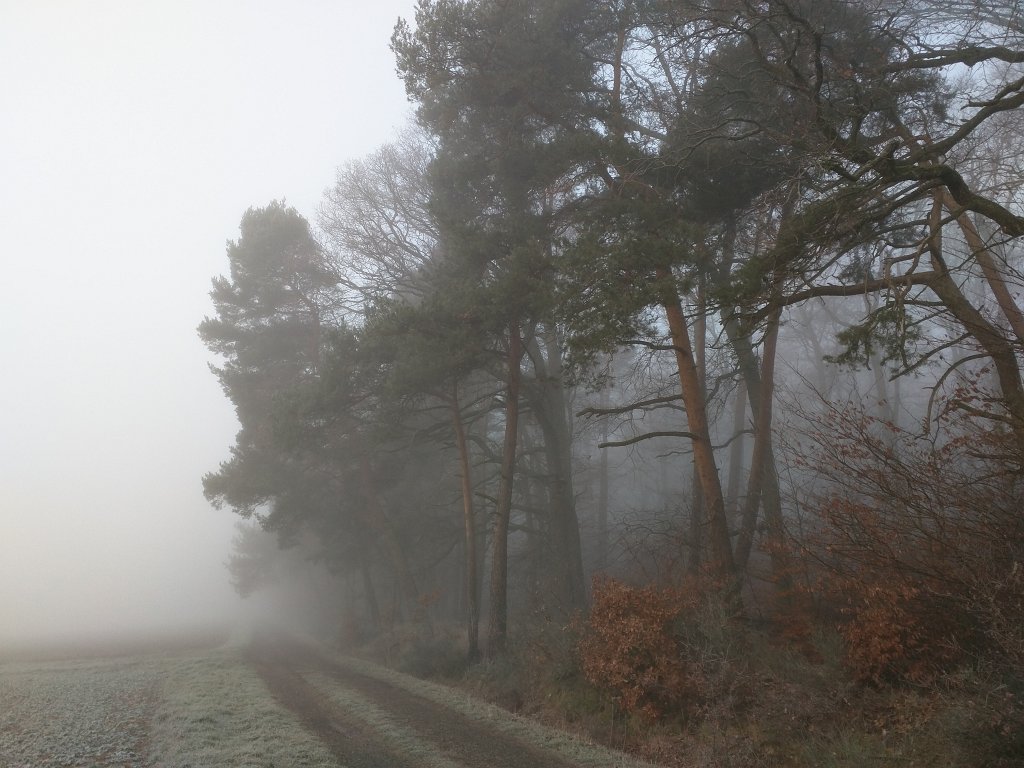 IMG_20151127_085843.jpg - Fog in the forrest