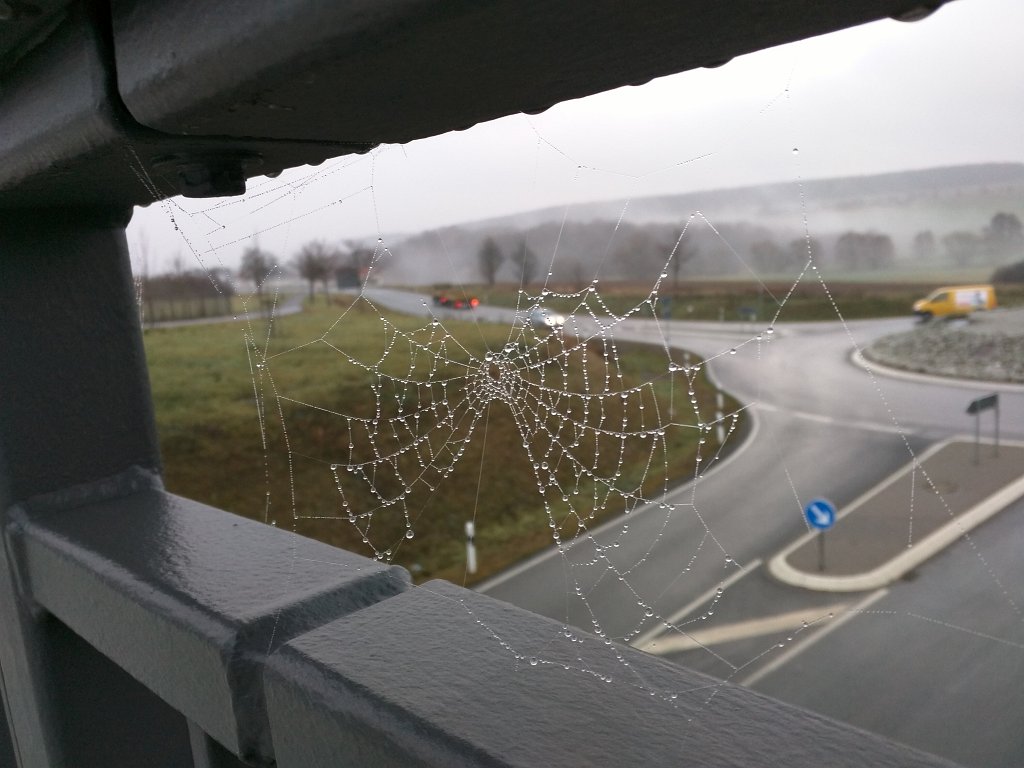 IMG_20151214_083821.jpg - Spider web