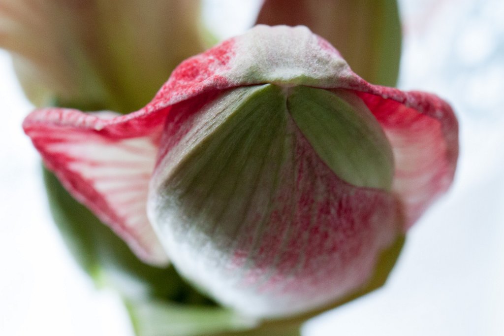 IMG_6253_c.jpg -  Amaryllis  or is it a space ship?