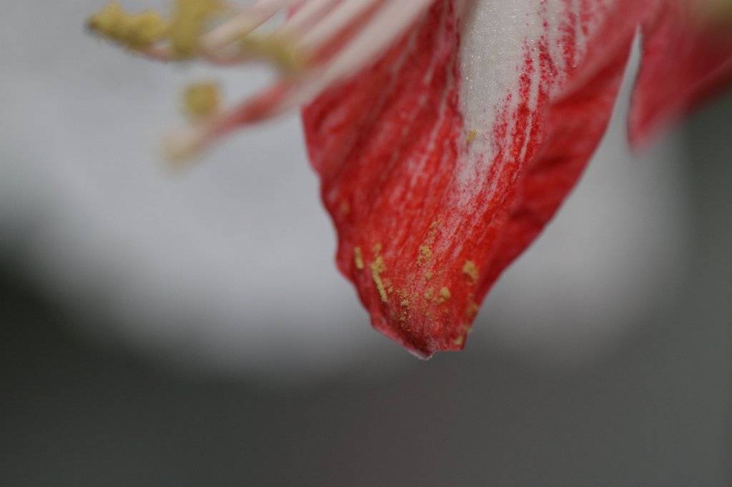 IMG_6293.JPG -  Amaryllis 