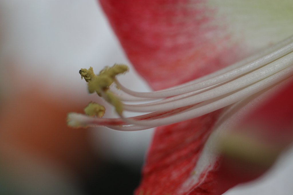 IMG_6295.JPG -  Amaryllis 